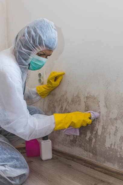Best Mold-Related Health Consultation  in Kailua, HI