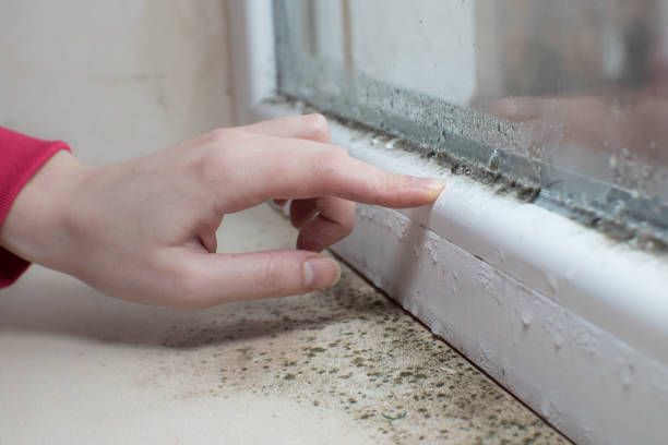 Best Dehumidification Services  in Kailua, HI